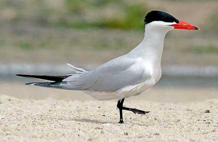 Caspian Tern