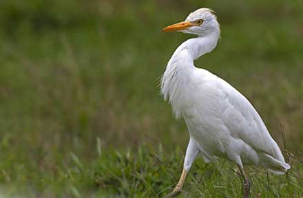 Western Cattle Egret