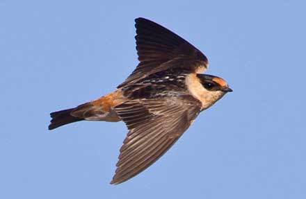Cave Swallow 
