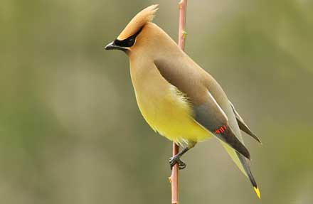 Cedar Waxwing 