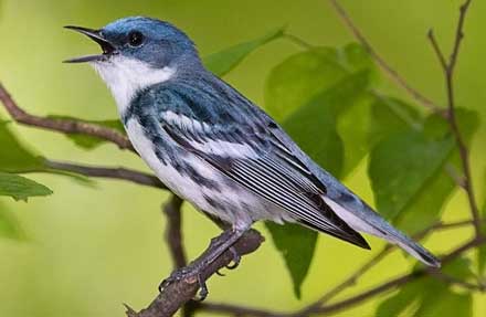 Cerulean Warbler 