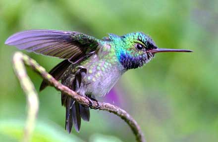 Charming Hummingbird