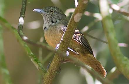 Checker-throated Stipplethroat