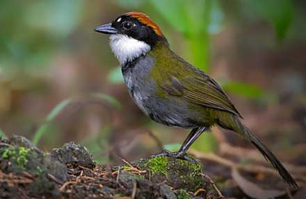 Chestnut-capped Brushfinch. antes [Chestnut-capped Brush-Finch ] 