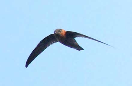 Chestnut-collared Swift