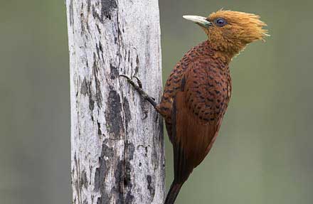 Chestnut-colored Woodpecker