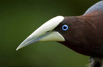 Chestnut-headed Oropendola 