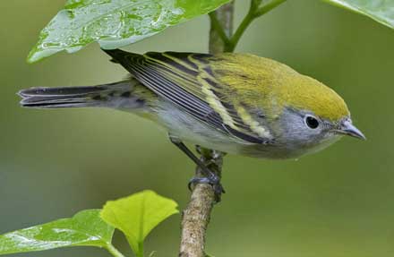 Chestnut-sided Warbler 