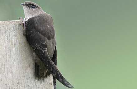 Chimney Swift