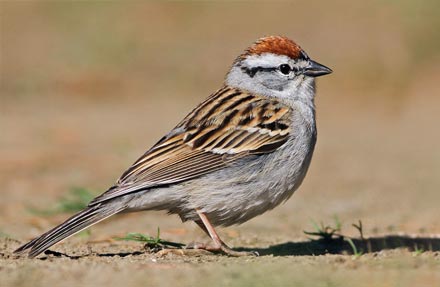 Chipping Sparrow 