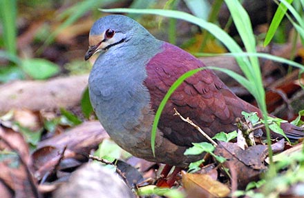 Chiriqui Quail-Dove