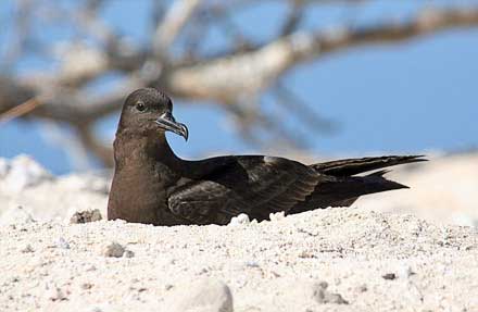 Black-vented Shearwater