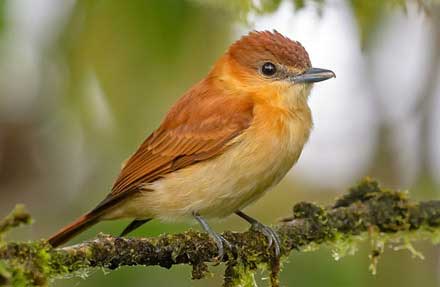 Cinnamon Becard 