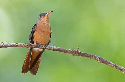Cinnamon Hummingbird