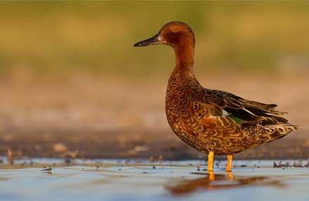 Cinnamon Teal
