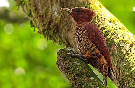Cinnamon Woodpecker