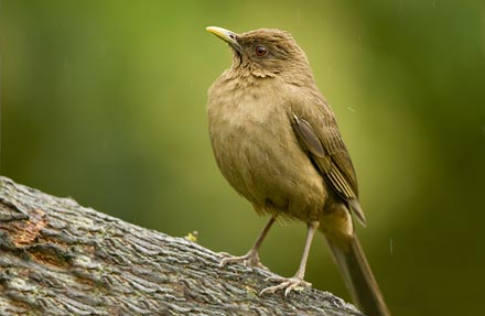 Clay-colored Thrush
