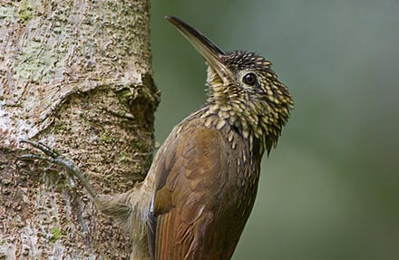 Cocoa Woodcreeper 