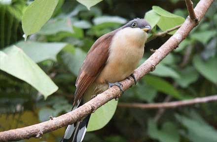 Cocos Cuckoo