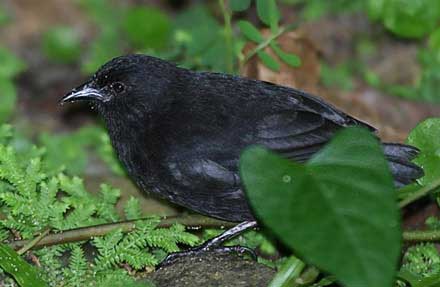 Cocos Finch