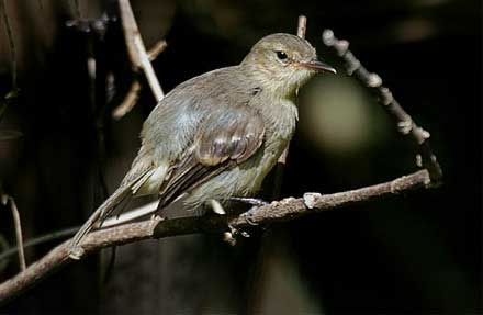 Cocos Flycatcher 