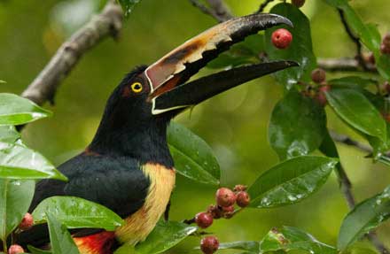 Collared Aracari