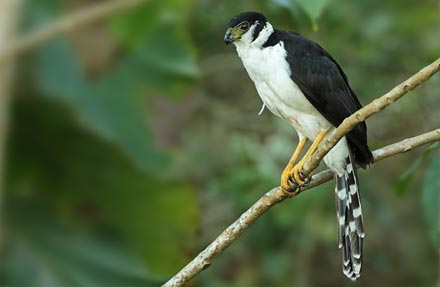 Collared Forest-Falcon