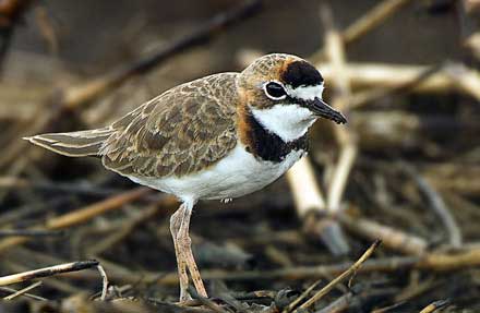 Collared Plover