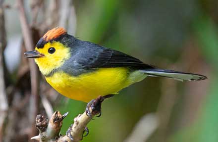 Collared Redstart 