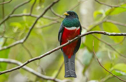 Collared Trogon