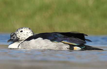 Comb Duck                                                                                                                                                                                                                                                 