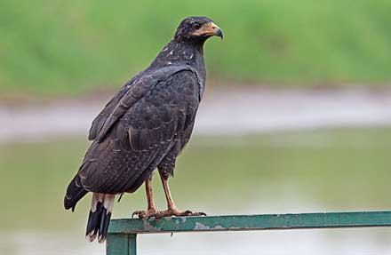Common Black-Hawk