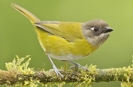 Common Chlorospingus 