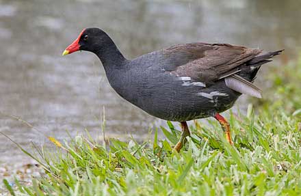 Common Gallinule [Common Moorhen]