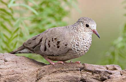 Common Ground-Dove