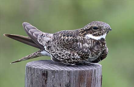 Common Nighthawk