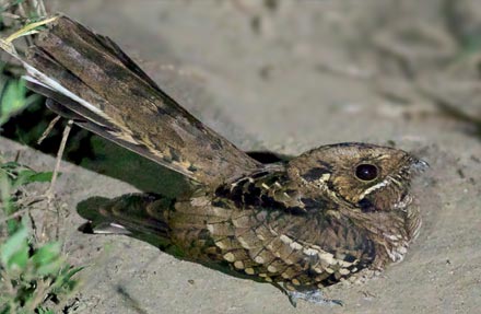 Common Pauraque