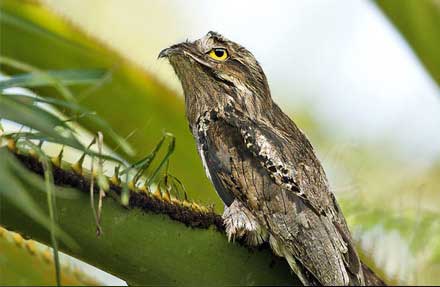 Common Potoo