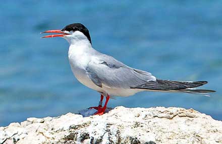 Common Tern