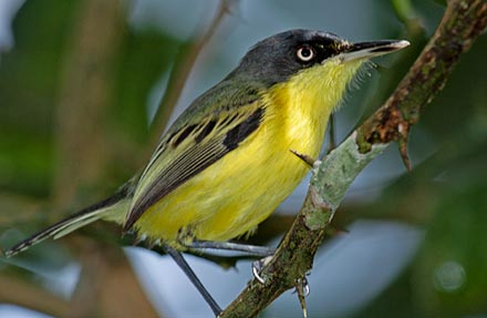 Common Tody-Flycatcher 