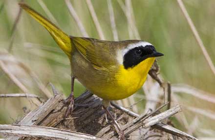 Common Yellowthroat 
