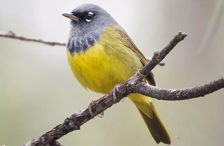 Connecticut Warbler 