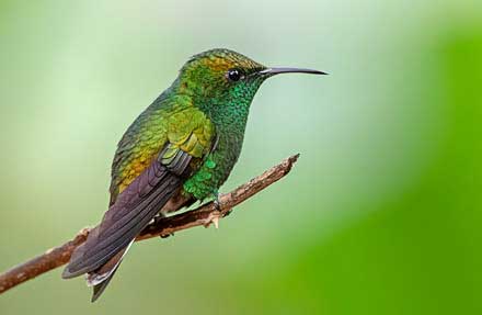 Coppery-headed Emerald