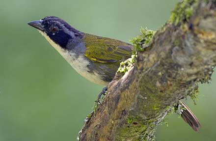 Costa Rican Brushfinch antes [Costa Rican Brush-Finch] 