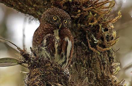 Costa Rican Pygmy-Owl