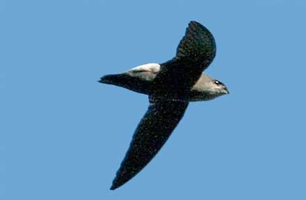 Costa Rican Swift