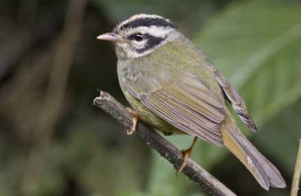 Costa Rican Warbler