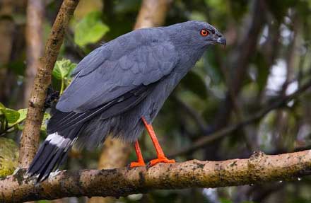 Crane Hawk