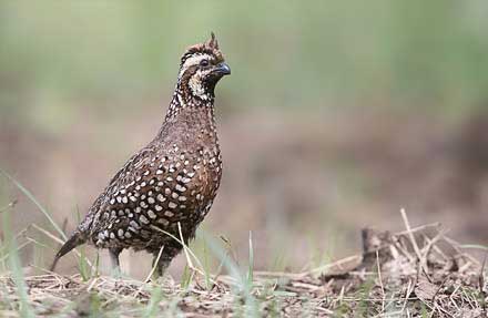 Crested Bobwhite