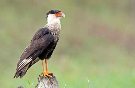 Crested Caracara